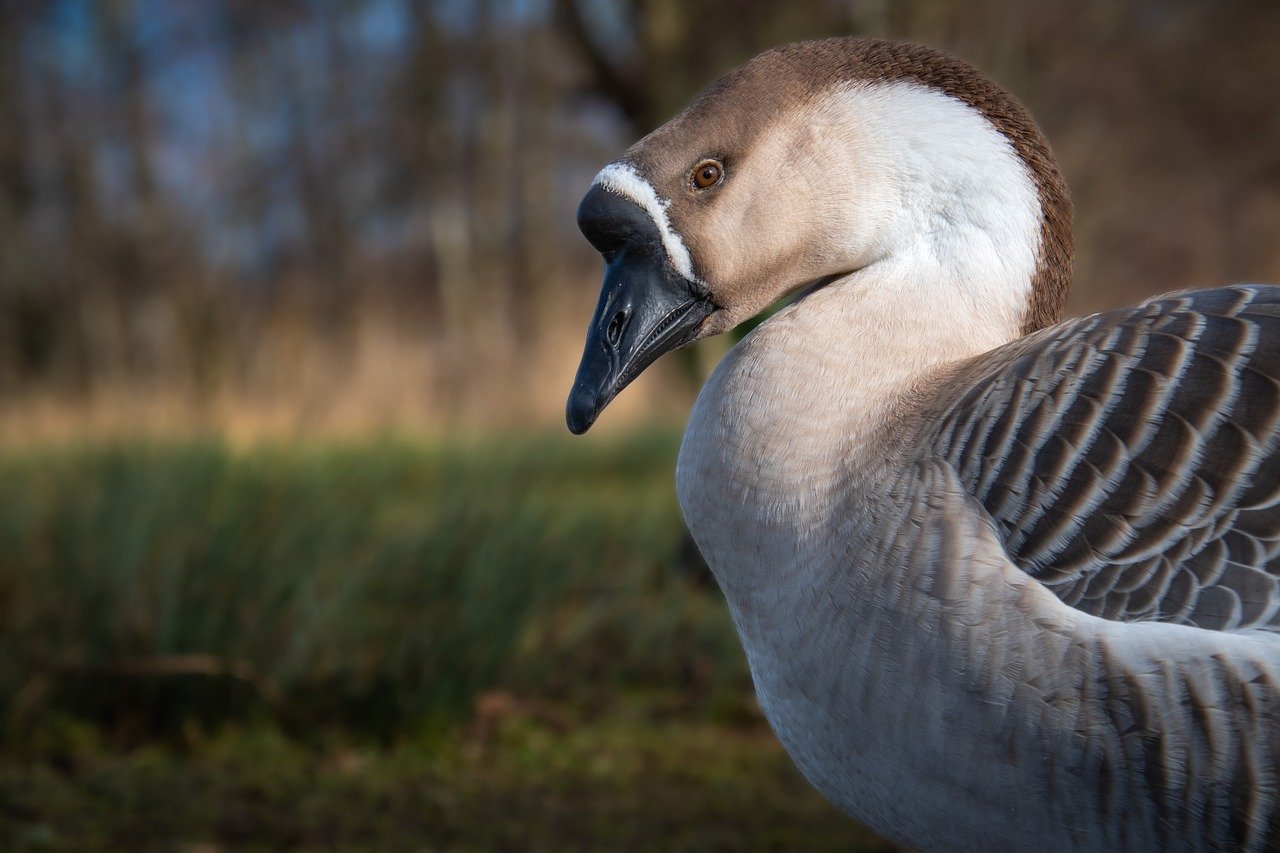 bird, goose, ornithology-7762204.jpg